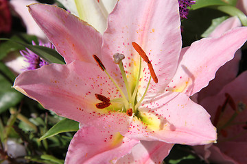 Image showing Pink tiger lily