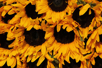 Image showing Big group of sunflowers