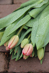 Image showing light pink tulips in the rain