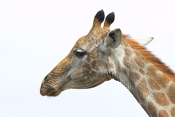 Image showing Giraffe Head