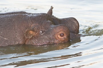 Image showing Hippo