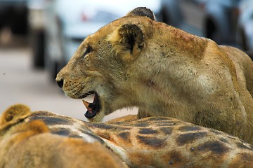 Image showing Angry lioness