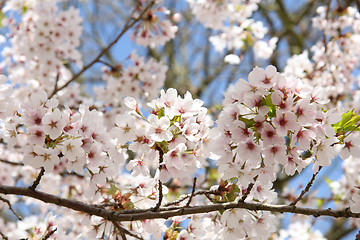 Image showing White cherry blossom