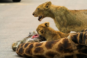 Image showing Cub Feeding