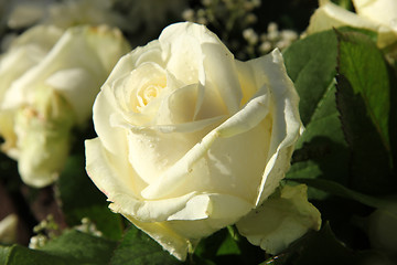 Image showing White bridal roses in sunlight