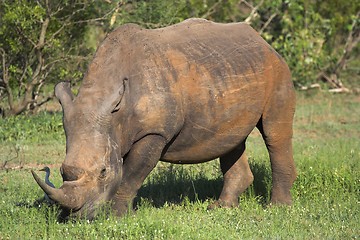 Image showing Rhino