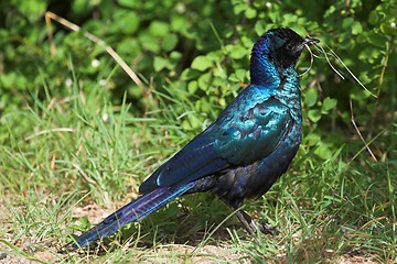 Image showing Starling