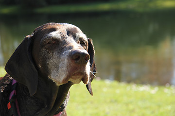 Image showing German shorthaired pointer, female, wet after swimming in a pond