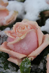 Image showing Snow covered pink rose