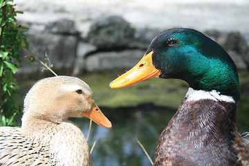 Image showing Duck Couple