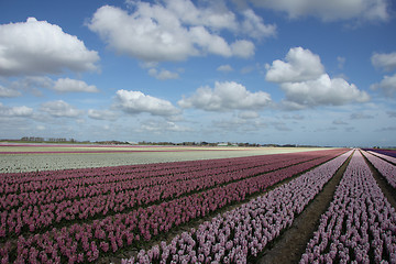 Image showing Hyacints on a field