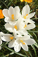 Image showing White crocusus in spring sunlight