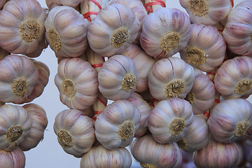 Image showing Garlic