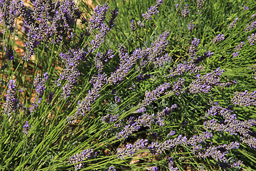 Image showing Lavender fields near Sault, France