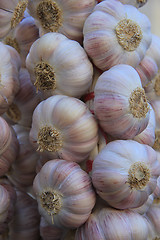 Image showing Garlic