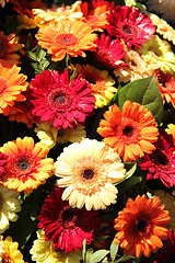 Image showing Gerberas in red, orange and yellow