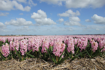 Image showing pink hyacints