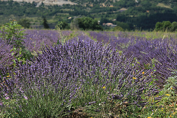 Image showing Lavender fields near Sault, France