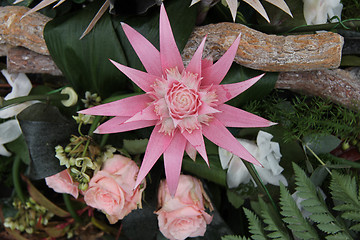 Image showing Pink bromelia in a flower arrangement