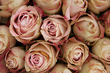 Image showing Pale pink roses