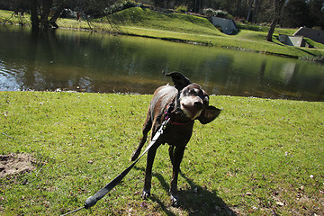 Image showing German shorthaired pointer, female, wet after swimming in a pond