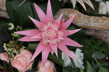 Image showing Pink bromelia in a flower arrangement
