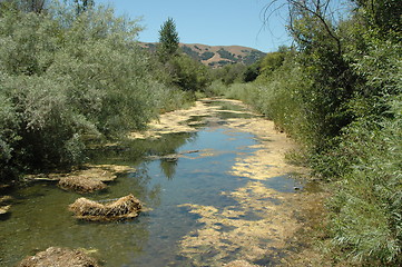 Image showing Brackish stream