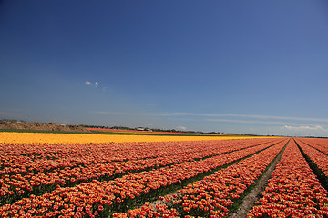 Image showing Tulips in various colors on a field