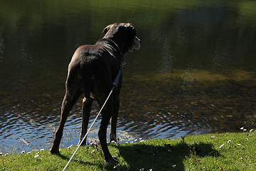 Image showing German shorthaired pointer, female on the waterside