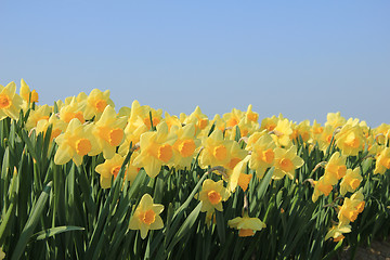 Image showing Yellow daffodils in a field