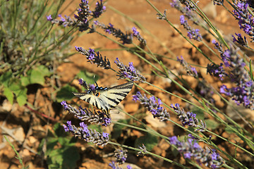 Image showing Butterfly on lavender, Papilio machaon