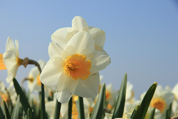 Image showing White and yellow daffodil
