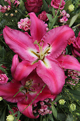 Image showing Big pink lily