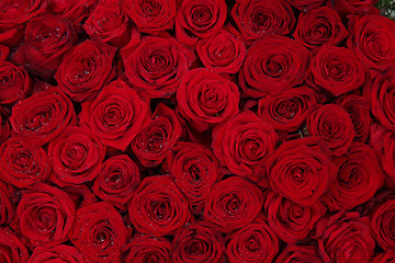 Image showing Big group of red roses