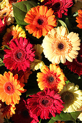 Image showing Gerberas in red, orange and yellow
