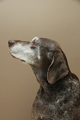 Image showing German shorthaired pointer, female