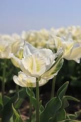 Image showing White wedding flowers
