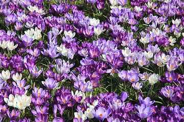 Image showing Group of crocuses