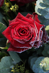 Image showing Frosted red rose