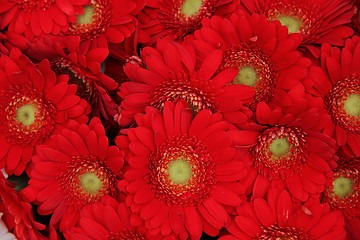 Image showing Just red gerberas