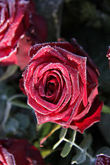 Image showing Frosted red rose