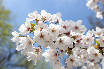 Image showing White cherry blossom