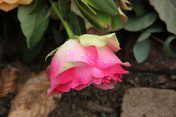 Image showing Pink rose with waterdrops