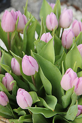 Image showing purple tulip bouquet