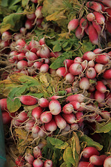 Image showing Radish