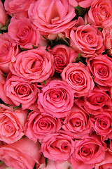 Image showing Group of pink roses