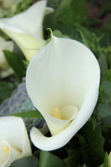 Image showing White calla lillies