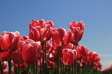 Image showing Pink tulips in sunlight