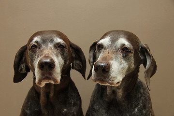 Image showing Senior pointer Sisters, almost 13 years old