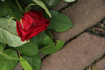 Image showing Mourning red rose